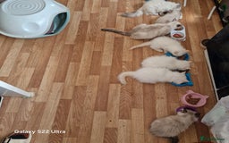 Ragdoll cats for sale: beautiful Ragdool ready for new parents - Image 4