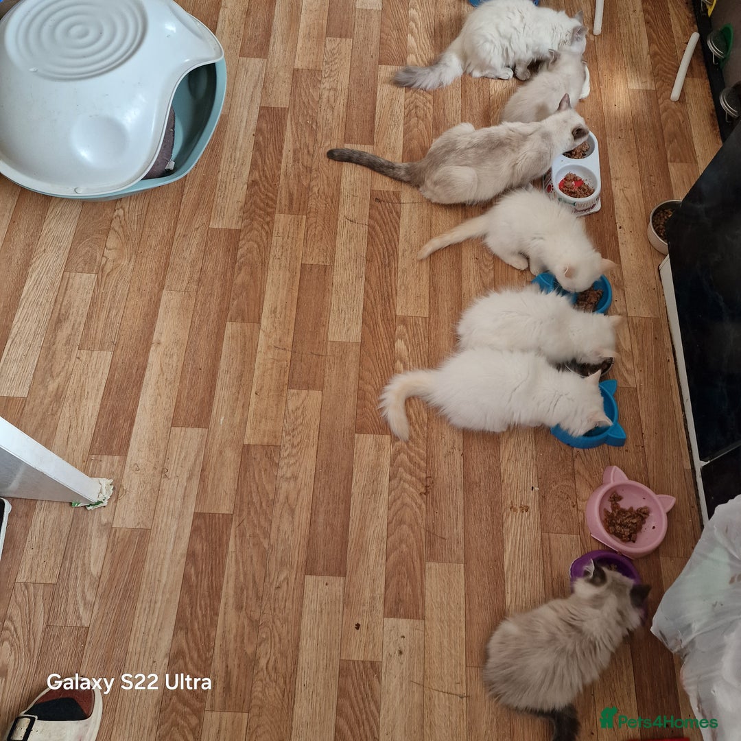 Ragdoll cats for sale: beautiful Ragdool ready for new parents - Image 4