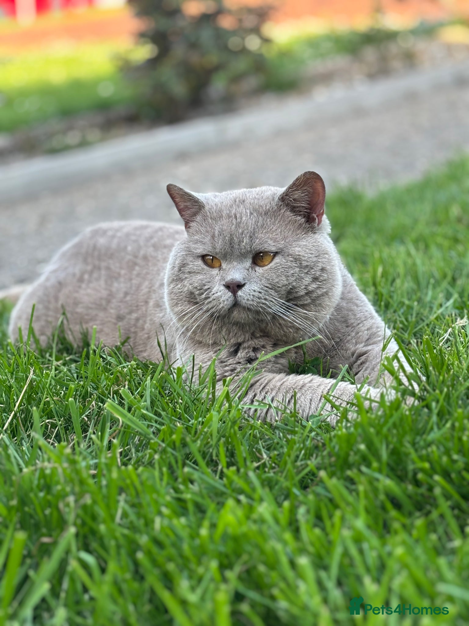 British Shorthair cats PROVEN! HEALTH TESTED! Stud  ** ) - Advert 10