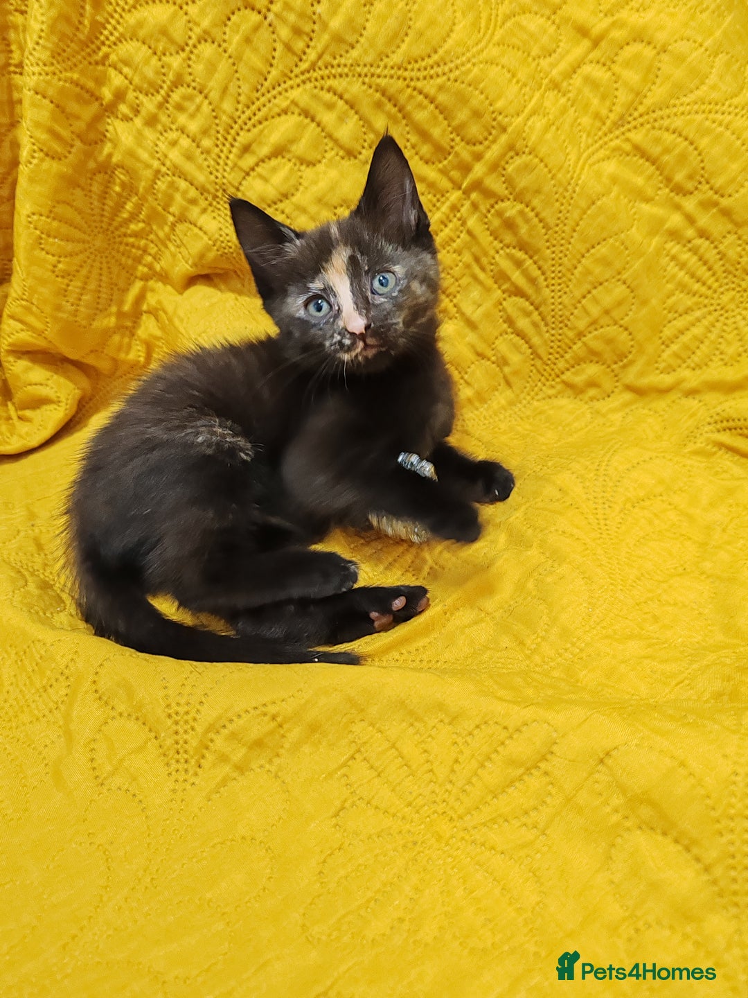 Mixed Breed cats for sale: Beautiful kittens VIDEOS - Image 10