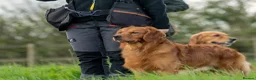 Golden Retriever dogs for stud: Fully Health Tested Show/Working Golden Retriever  - Advert 7
