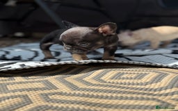 French Bulldog dogs for sale: Beautiful frenchie pups in Leeds - Image 12