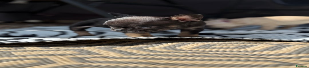 French Bulldog Puppy 4