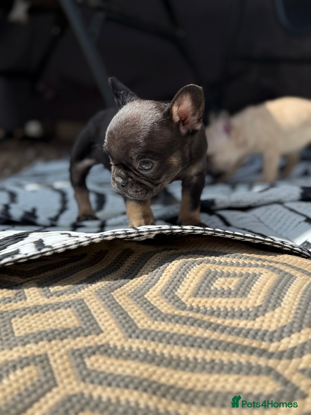 French Bulldog dogs for sale: Beautiful frenchie pups in Leeds - Image 12