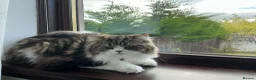 Scottish Fold cats for sale: Scottish fold looking for a lovely home  in Aberdeen - Advert 4