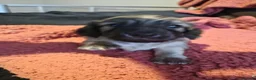 Miniature Dachshund dogs for sale: Kc reg miniature daschund puppies  - Advert 10