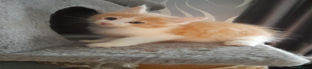 Ginger and white 