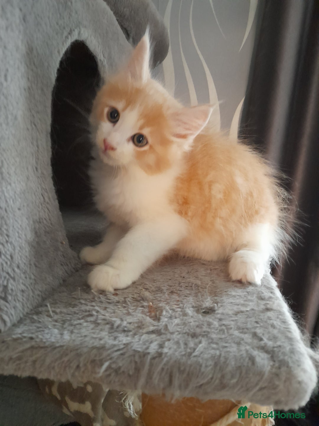 Ragcoon cats for sale: Stunning, and chunky ragcoons  - Image 16