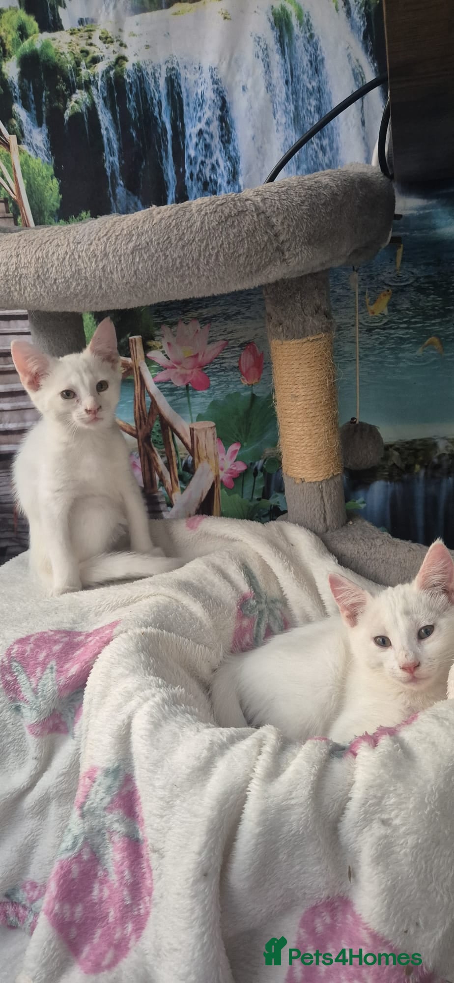 Mixed Breed cats Beautiful kittens - Advert 1