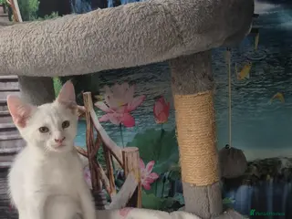Mixed Breed cats Beautiful kittens - Advert 1