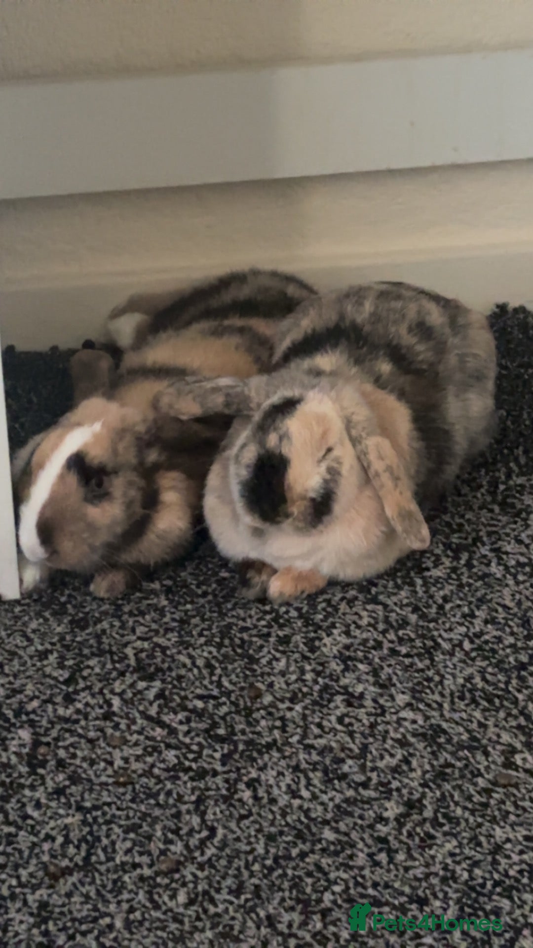 Mixed Breed rabbits 2 Female Bonded Rabbits Freeroamed. - Advert 2