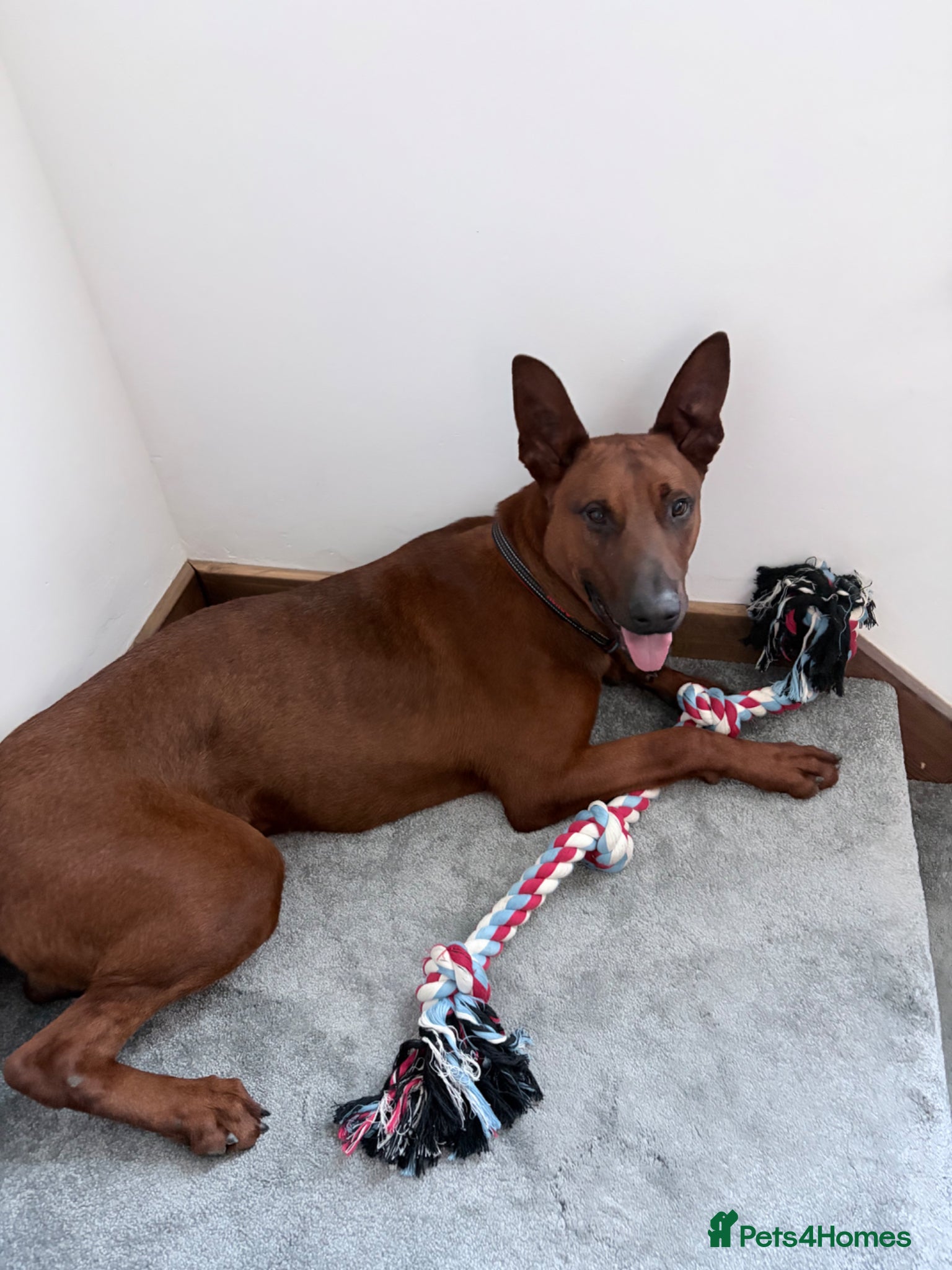 Mixed Breed dogs Malinois x Chinese Red Dog puppy - Advert 10