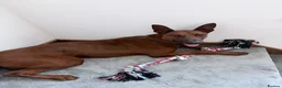 Mixed Breed dogs for sale: Malinois x Chinese Red Dog puppy in Kettering - Advert 1