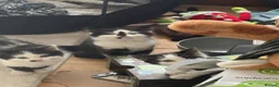 Domestic Shorthair cats for sale: 4 Domestic Shorthair Kittens   - Advert 5
