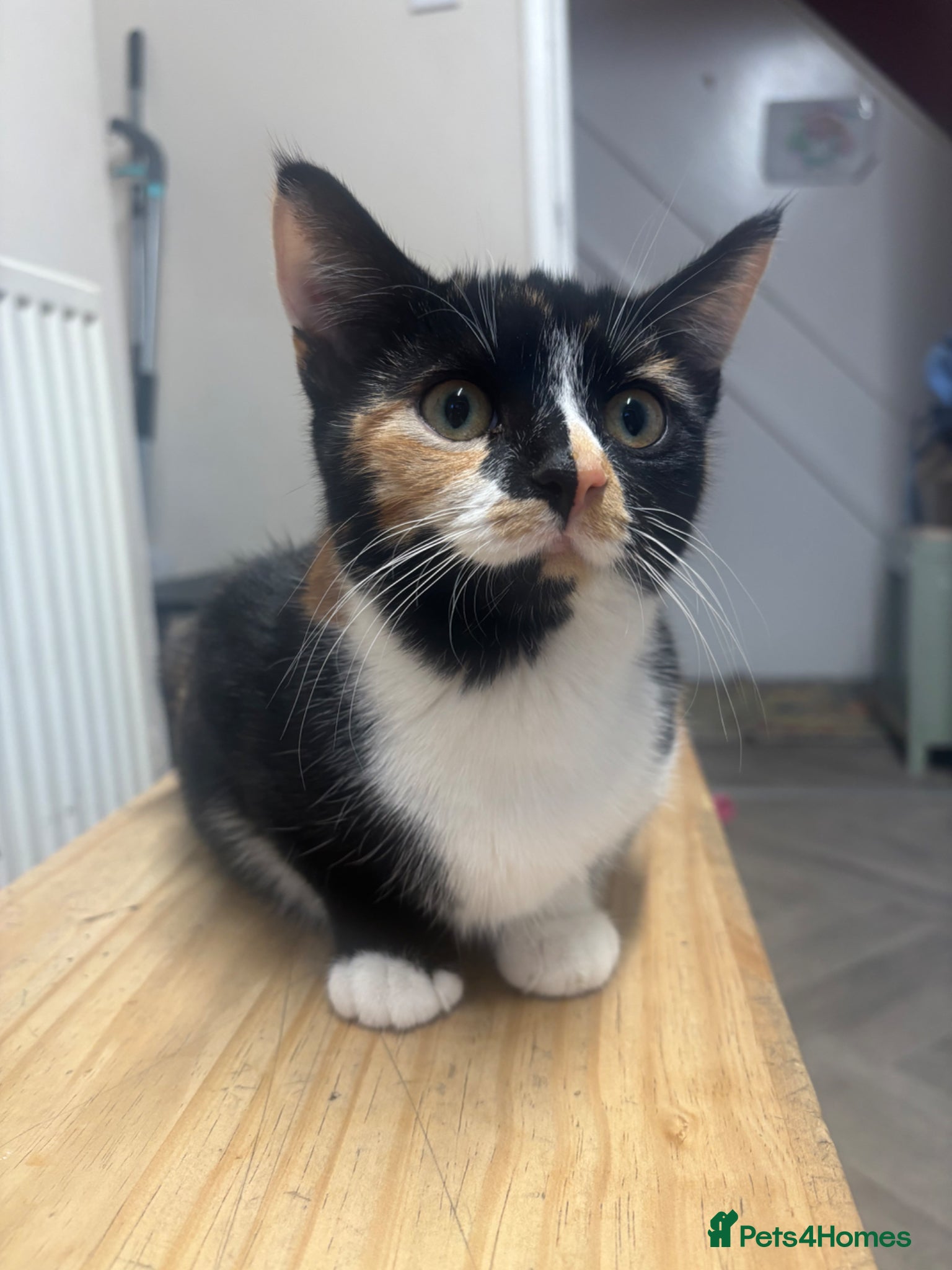 Mixed Breed cats Two little calico girls left out of litter of 6!  - Advert 5