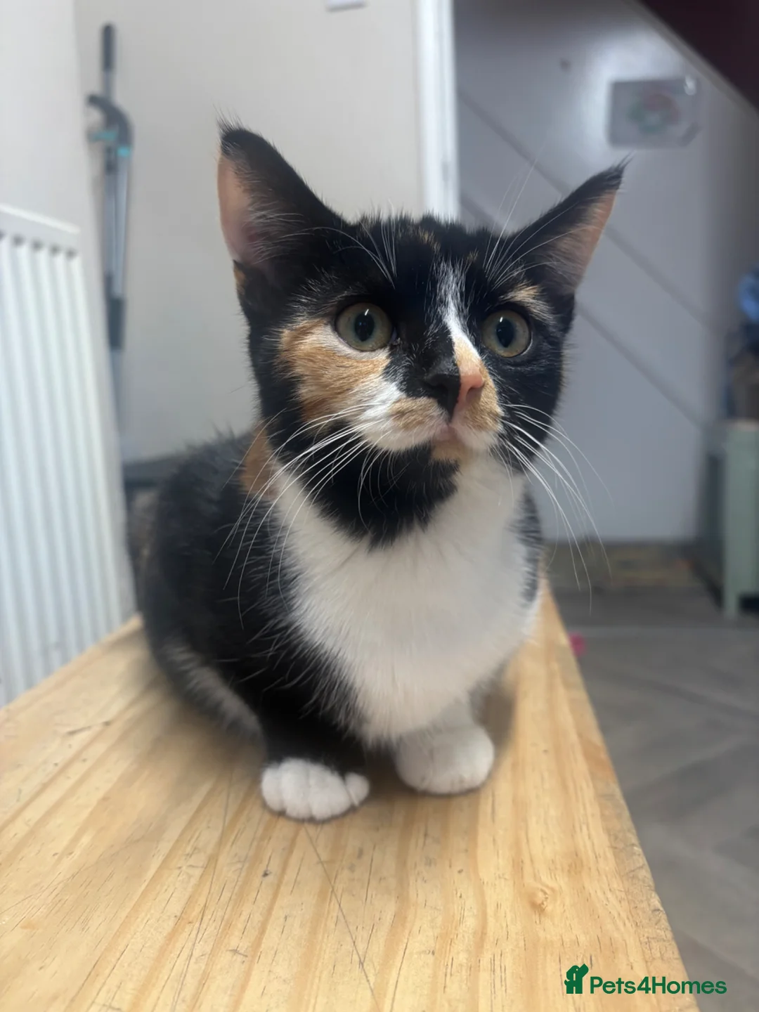 Mixed Breed cats for sale: Two little calico girls left out of litter of 6!  - Advert 1