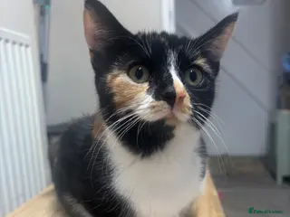 Mixed Breed cats Two little calico girls left out of litter of 6! - Advert 5