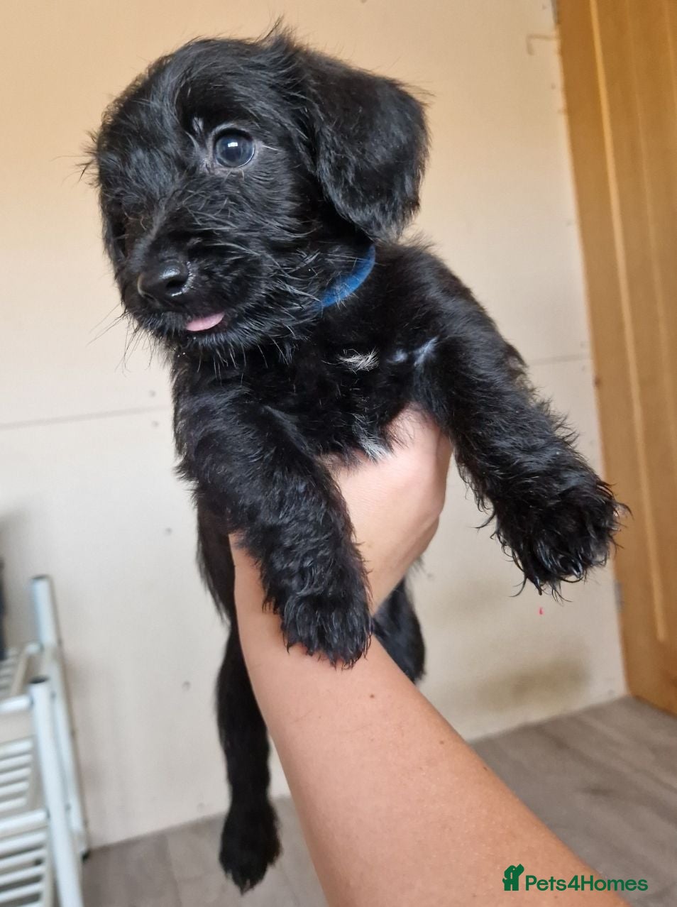 Doxiepoo dogs 4 left Ready this Saturday  - Advert 1