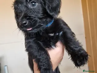 Doxiepoo dogs 4 left Ready this Saturday - Advert 1