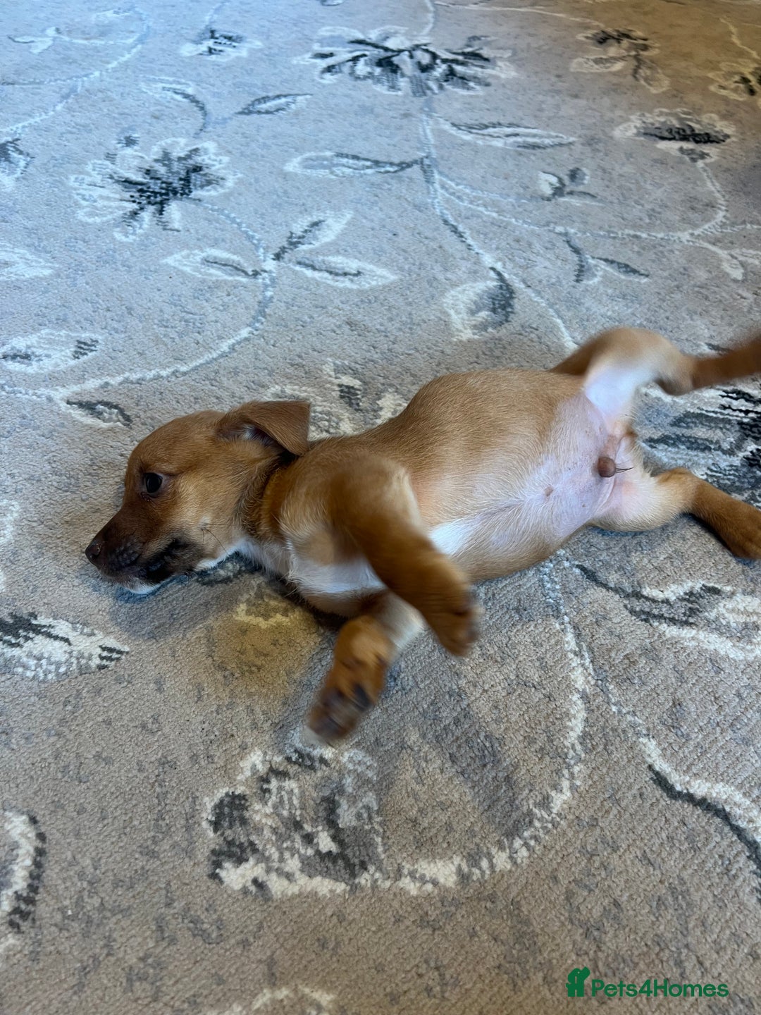 Mixed Breed dogs for sale: Jackapoo pups ready 9th August  - Image 16