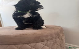 Cavapoo dogs for sale: F1 Cavapoo pups girls ready to leave now . - Image 10
