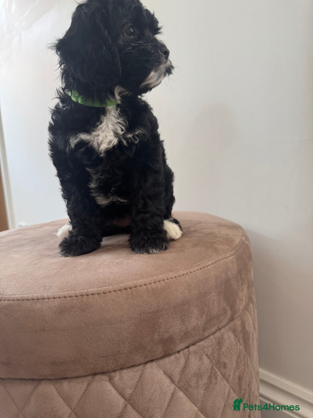 Cavapoo dogs for sale: F1 Cavapoo pups girls ready to leave now . - Image 10