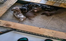 Miniature Dachshund dogs for sale: Beautiful miniature dachshund puppies - Image 2