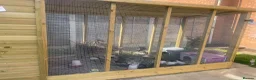 Quail poultry for sale: ** QUAIL CHICKS FOR SALE ** - Advert 3