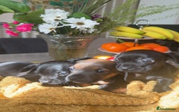 Mixed Breed dogs for sale: Dachshund and French bulldog mix - Image 6