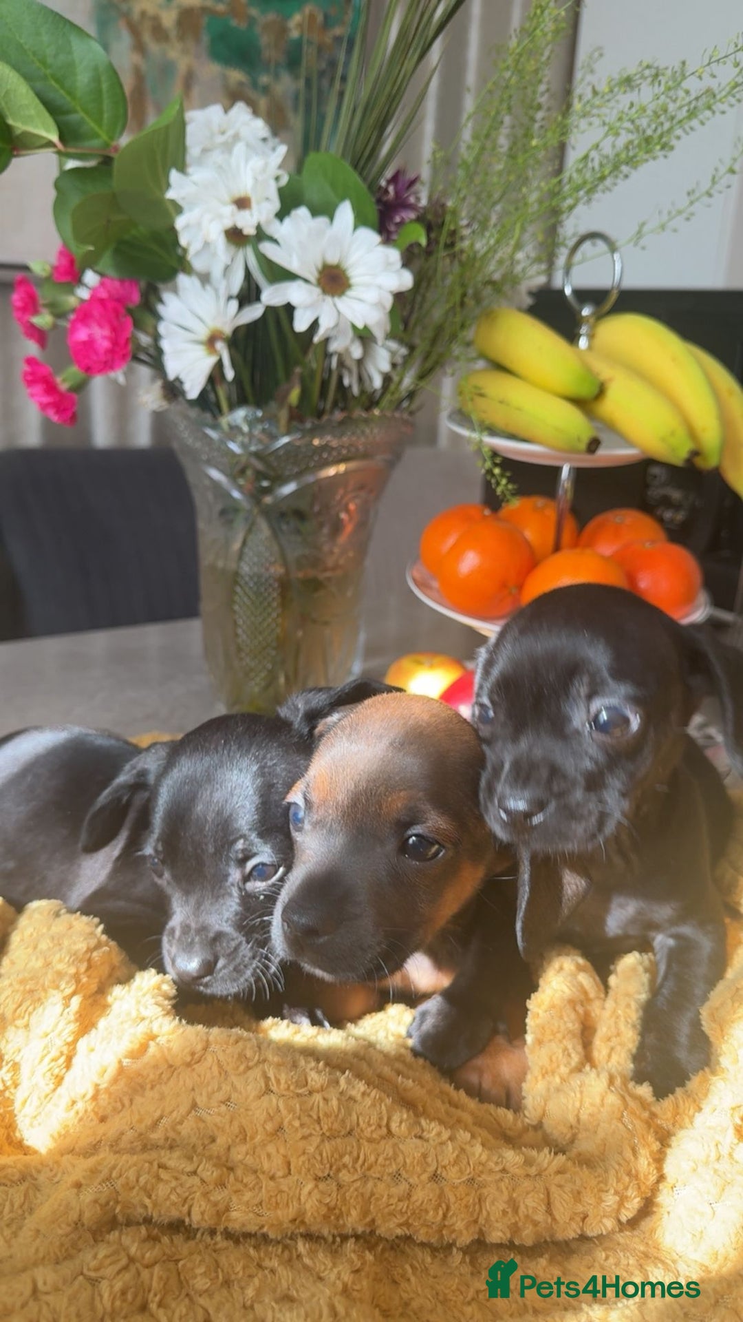 Mixed Breed dogs for sale: Dachshund and French bulldog mix - Image 6