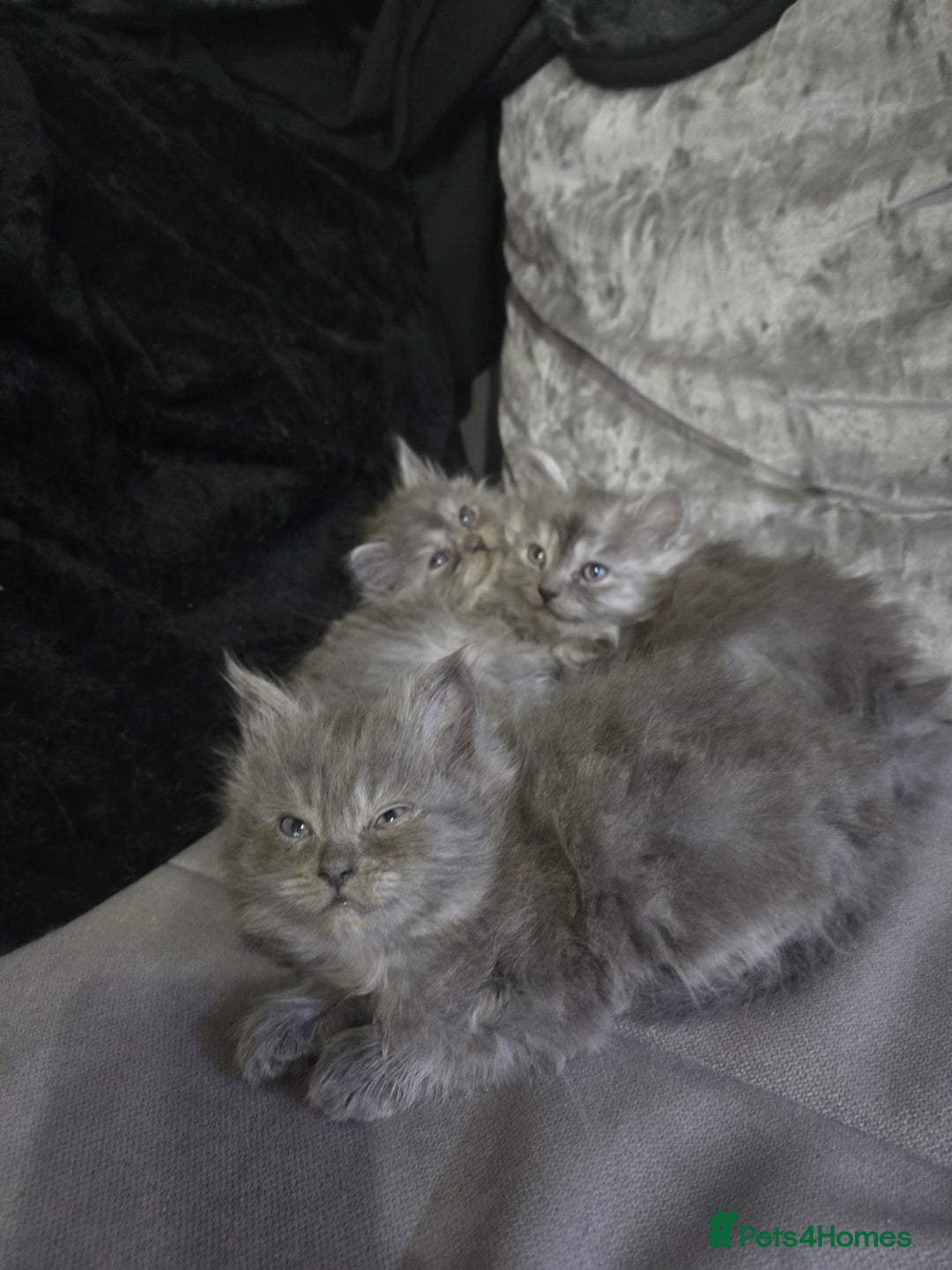 Persian cats for sale: 3 stunning Persian kittens ready now.  - Advert 13