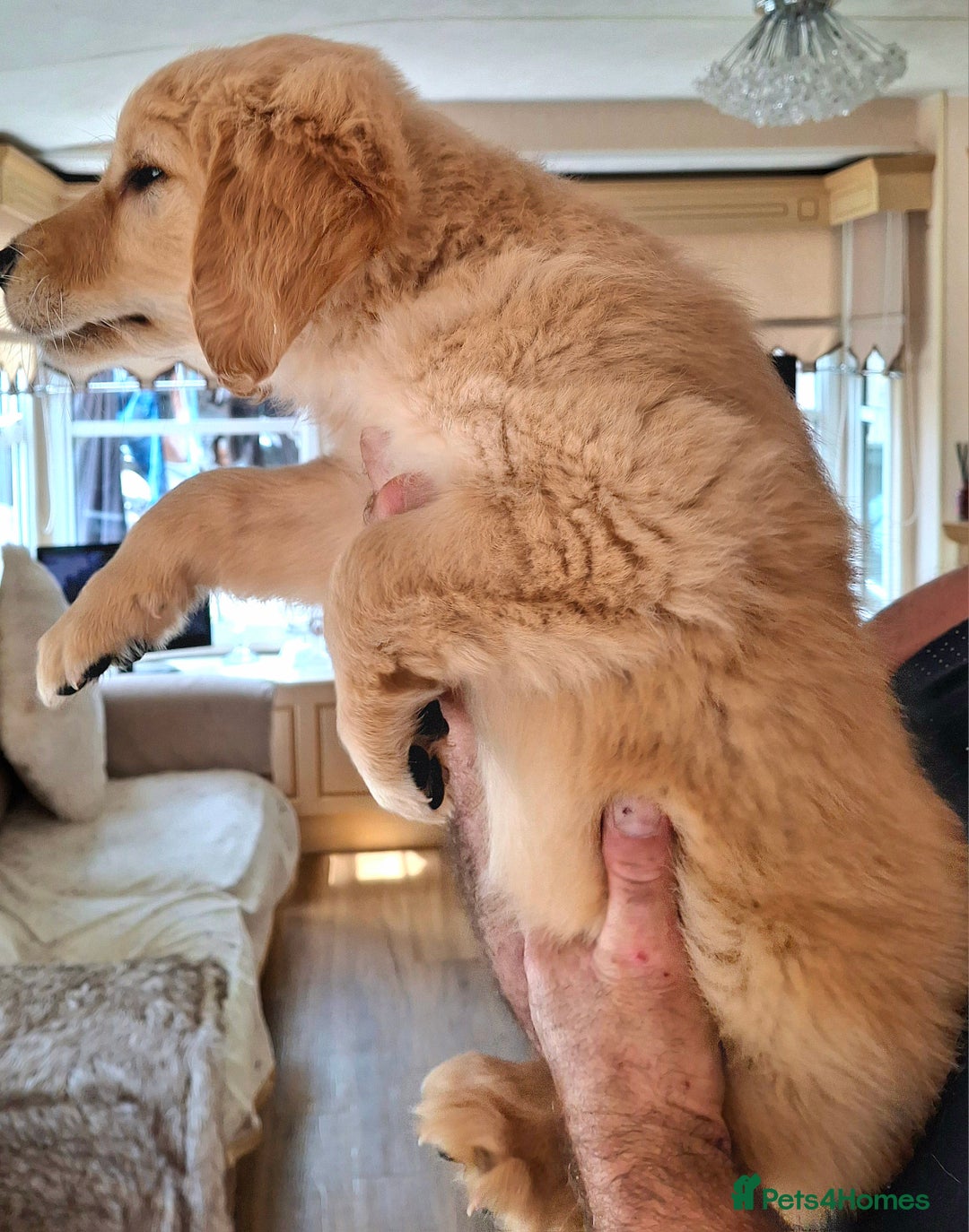 Golden Retriever dogs for sale: Golden Retreiver Puppies  - Image 5