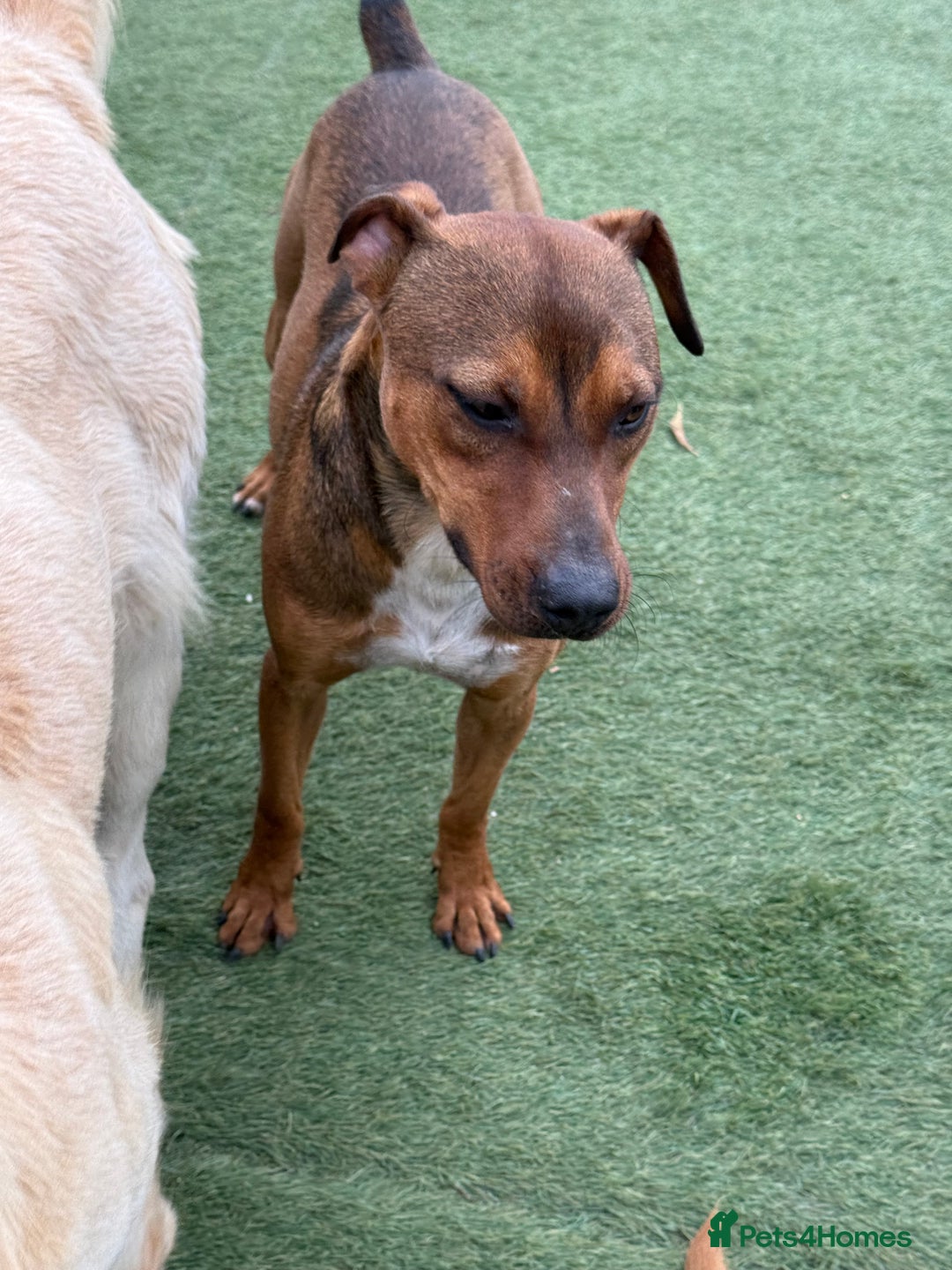 Mixed Breed dogs for adoption: Sweet Gomez looking for Love  - Image 16