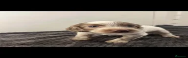 Cockapoo 5
