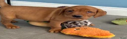 Labrador Retriever dogs for sale: Girls - Fully Health tested parents, Red & golden - Advert 12