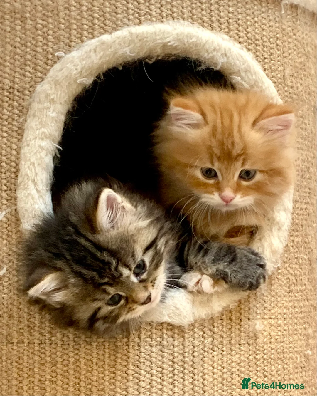 Siberian cats for sale: Siberian Kittens  - Advert 5