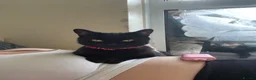 Bombay cats for sale: Dior Bombay cat in London - Advert 1