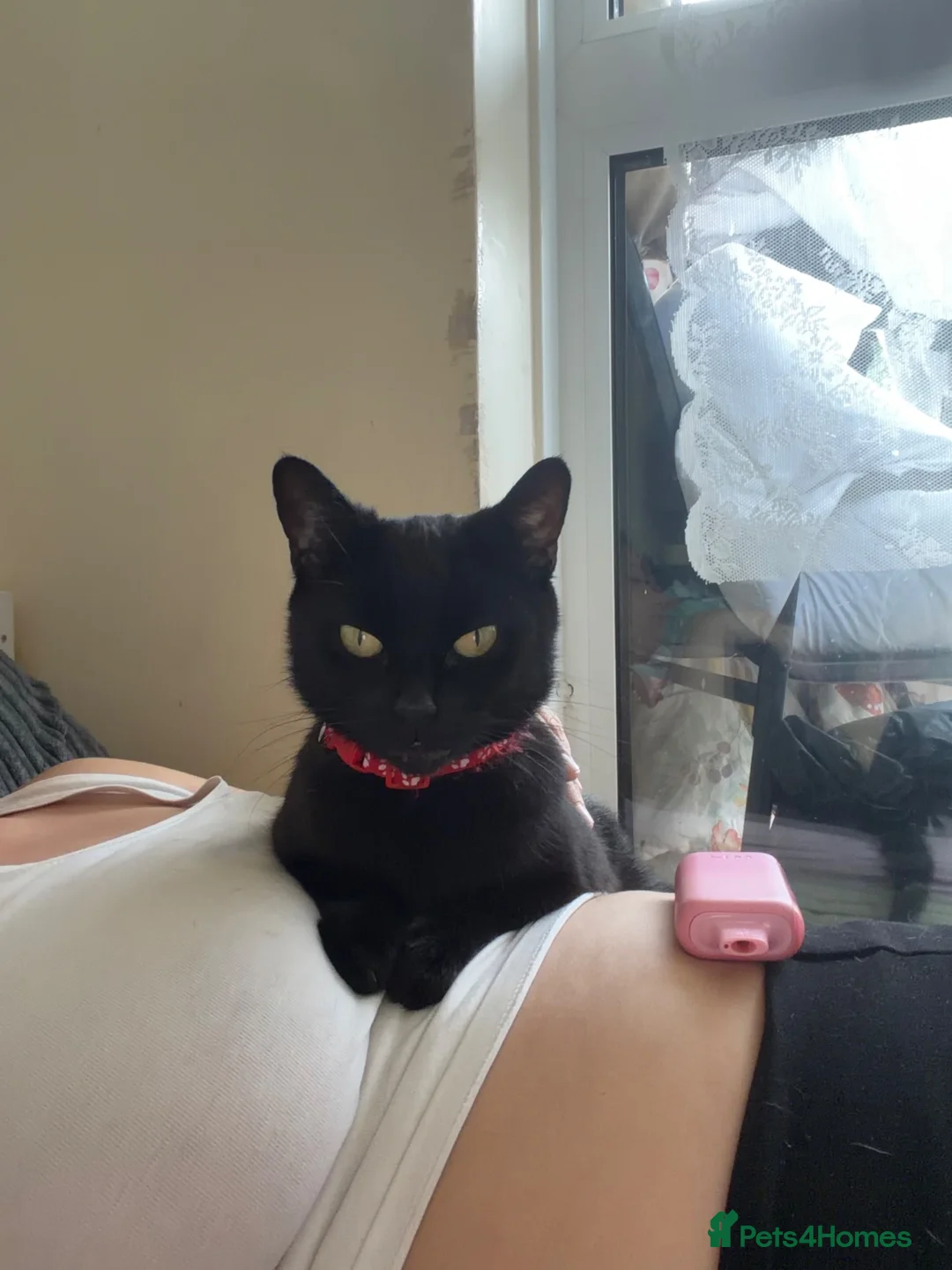 Bombay cats for sale: Dior Bombay cat in London - Advert 1