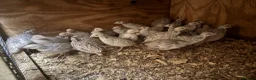 Quail poultry for sale: Snowflake Bobwhite Quail  - Advert 3