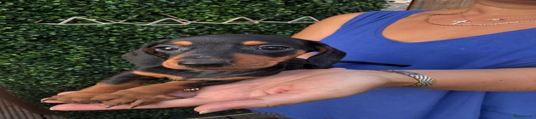 Miniature Dachshund Puppy 3