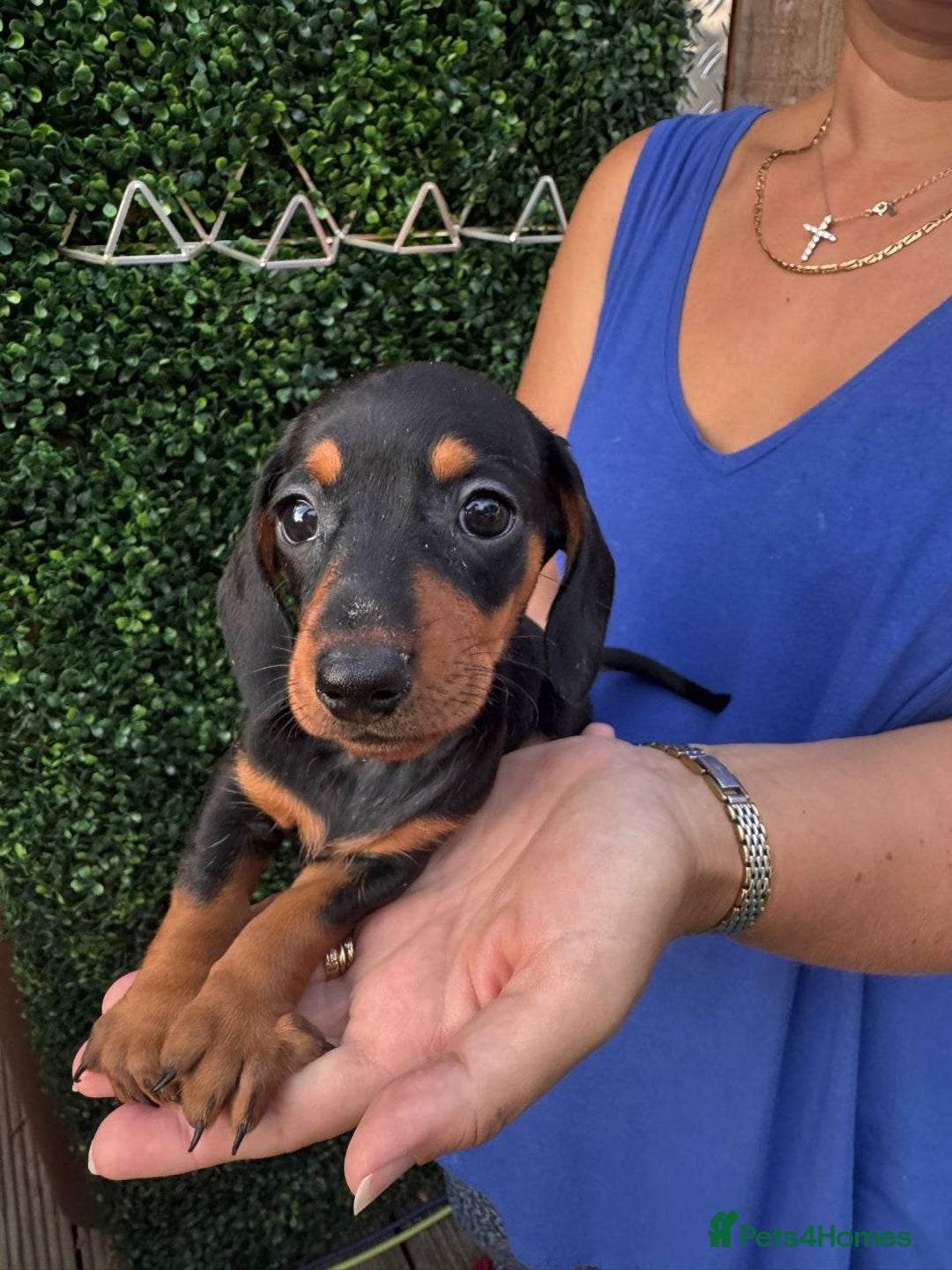 Miniature Dachshund dogs for sale: ADORABLE MINIATURE DACHSHUND PUPPIES FOR SALE - Image 3