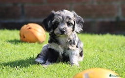 Cockapoo dogs for sale: F1 Cockapoo puppies for sale  - Image 20