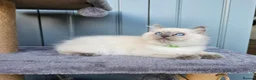 Ragdoll cats for sale: Adorable Kittens Looking for Their Forever Homes🐾 in Macclesfield - Advert 14