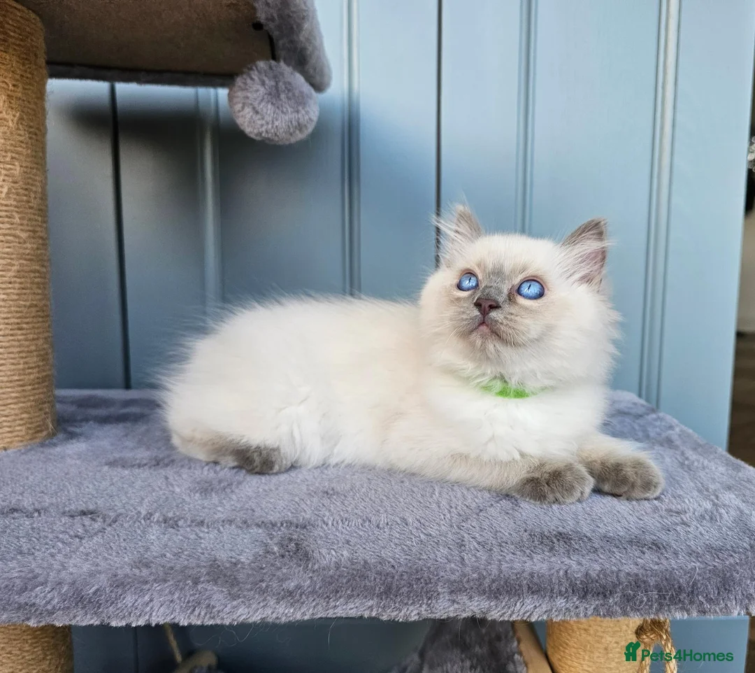 Ragdoll cats for sale: Adorable Kittens Looking for Their Forever Homes🐾 in Macclesfield - Advert 14