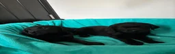 Labrador Retriever dogs for sale: Gorgeous Labrador puppies  in Ingatestone - Advert 8