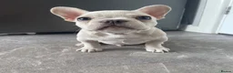 French Bulldog dogs for sale: Platinum French Bulldog Puppy - Advert 3