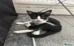 Mixed Breed cats for sale: 3 mixed breed kittens - Image 4