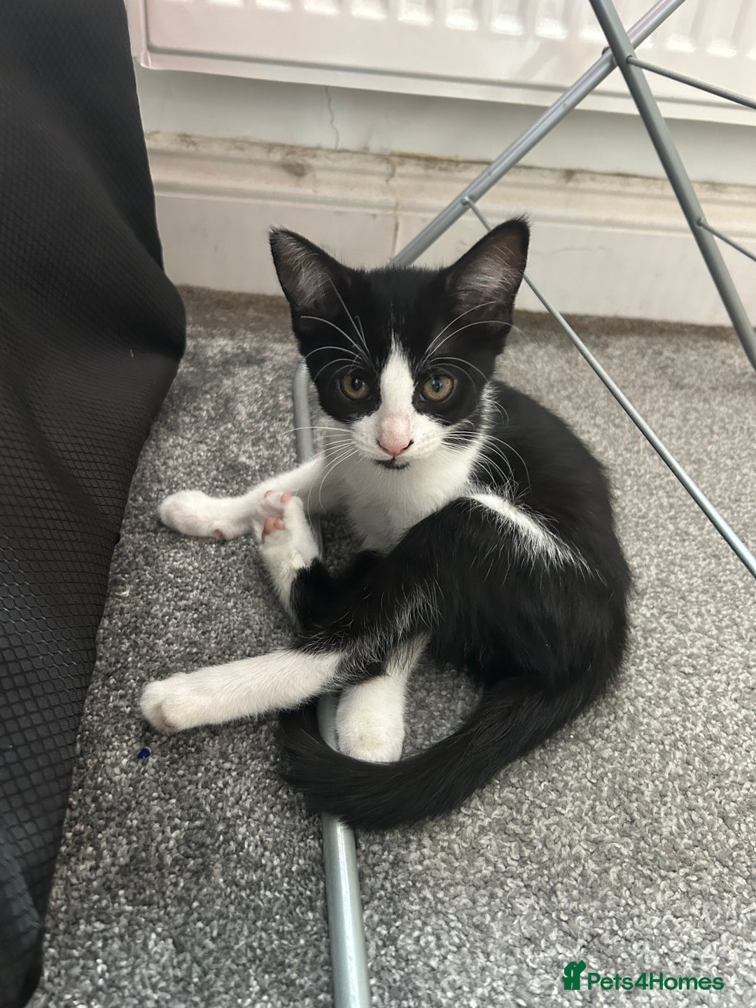 Mixed Breed cats for sale: 3 mixed breed kittens - Image 4