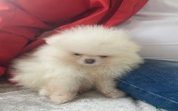 Pomeranian dogs for sale: Beautiful girl Pomeranian puppy for sale  - Image 8