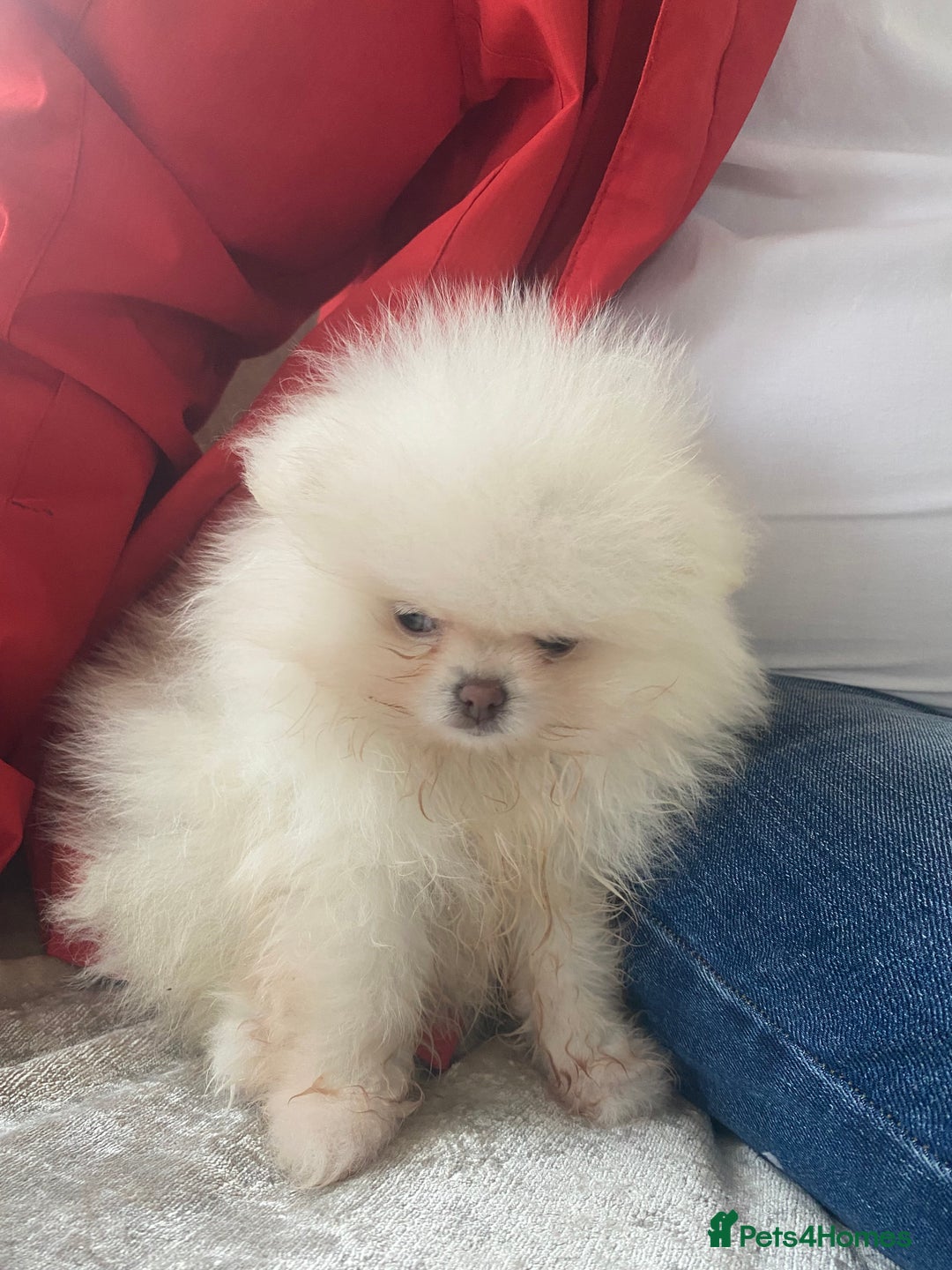 Pomeranian dogs for sale: Beautiful girl Pomeranian puppy for sale  - Image 8